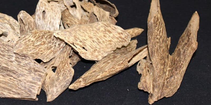 العود على شكل قطع العود على شكل قطع