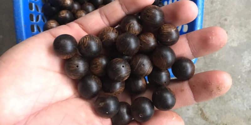 عود فاخر وعالي الجودة في دار العود