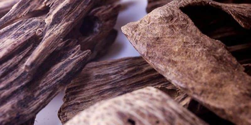 ما هو العود المعطر المنزل؟ – ما هو العود المعطر المنزل؟