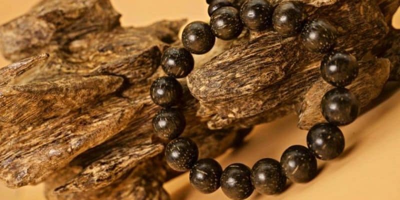 يتكون خشب العود من جذوع أشجار الأكويلاريا المتضررة