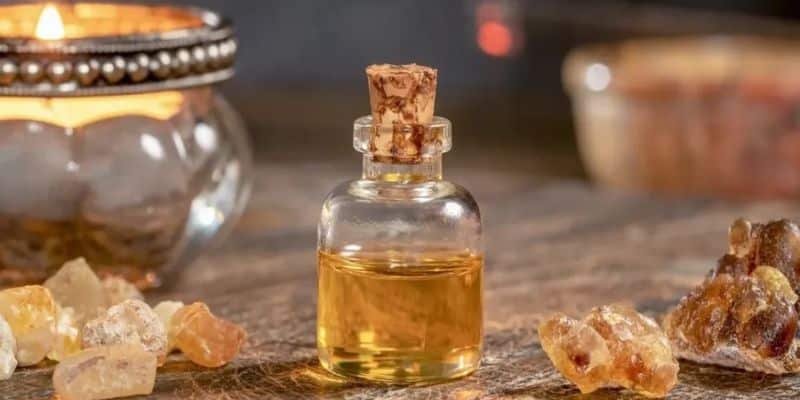 يتم إنتاج زيت العود الهندي الأساسي من شجرة البوسويليا – يتم إنتاج زيت العود الهندي الأساسي من شجرة البوسويليا