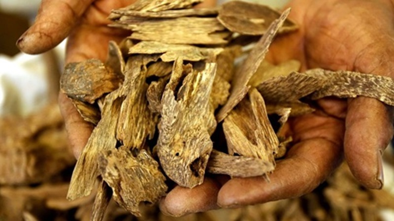 يعتمد سعر خشب العود الصيني على العوامل – يعتمد سعر خشب العود الصيني على العوامل